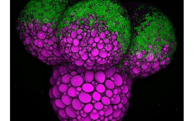 New research on fruit flies provides key insights into the nutrients essential for embryo development